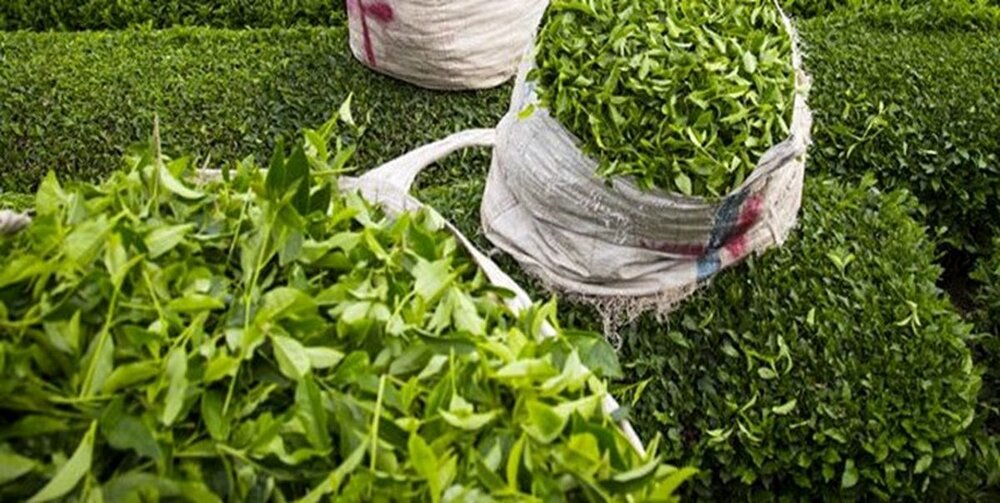 واردات چای وابسته به خرید محصول داخلی است واردات چای وابسته به خرید محصول داخلی است