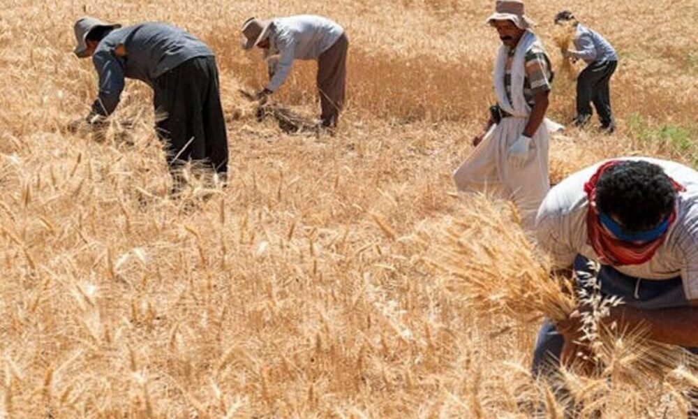 خریداری یک میلیون و ۶۰۰ هزار تُن گندم از کشاورزان کشور / پرداخت مطالبات گندمکاران به زودی خریداری یک میلیون و ۶۰۰ هزار تُن گندم از کشاورزان کشور / پرداخت مطالبات گندمکاران به زودی