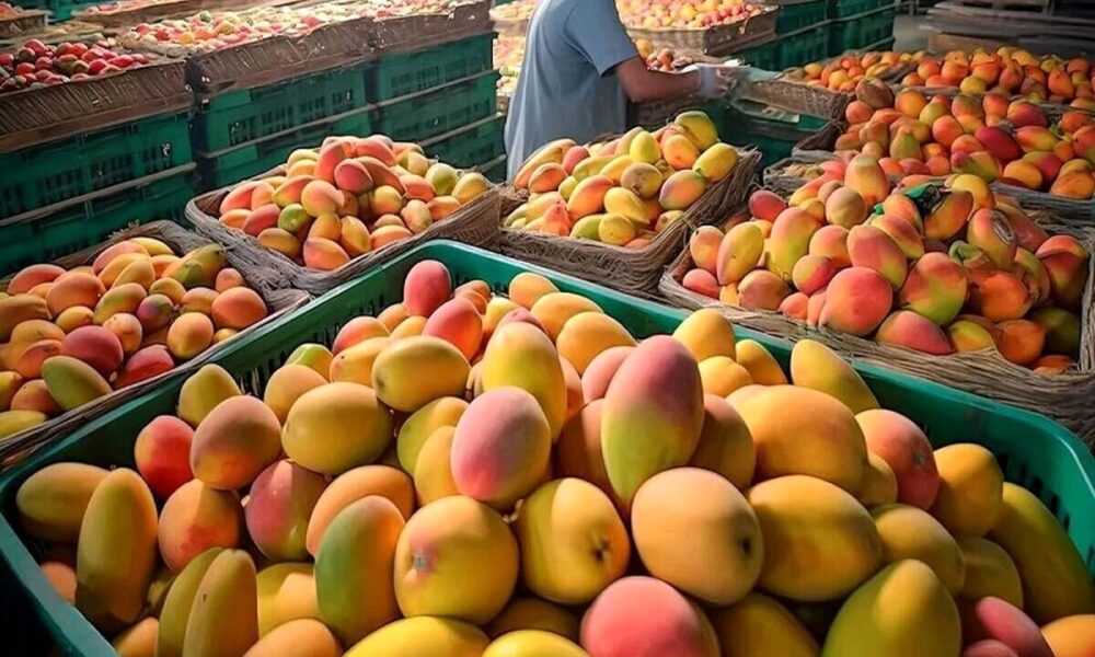 آغاز مجدد واردات انبه از ۱۰ خرداد آغاز مجدد واردات انبه از ۱۰ خرداد