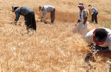 پرداخت ۱۴.۸ هزار میلیارد تومان از پول گندمکاران کشور/ برداشت بیش از یک میلیون هکتار گندم