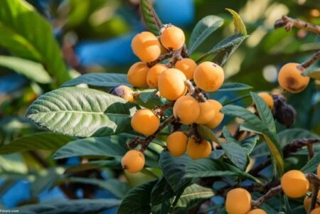 برای تقویت ایمنی بدن و سلامت گوارش از مصرف این میوه غافل نشوید!