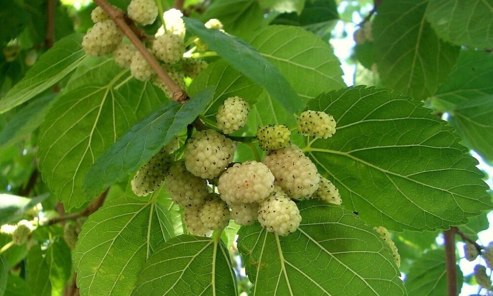خوردن این میوه برابر است با یک داروی ضدافسردگی!
