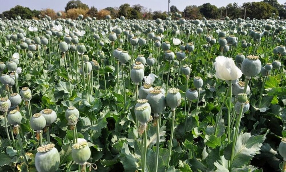 این هشدار را جدی بگیرید؛ کشت خشخاش در ایران دردسر ساز میشود این هشدار را جدی بگیرید؛ کشت خشخاش در ایران دردسر ساز میشود