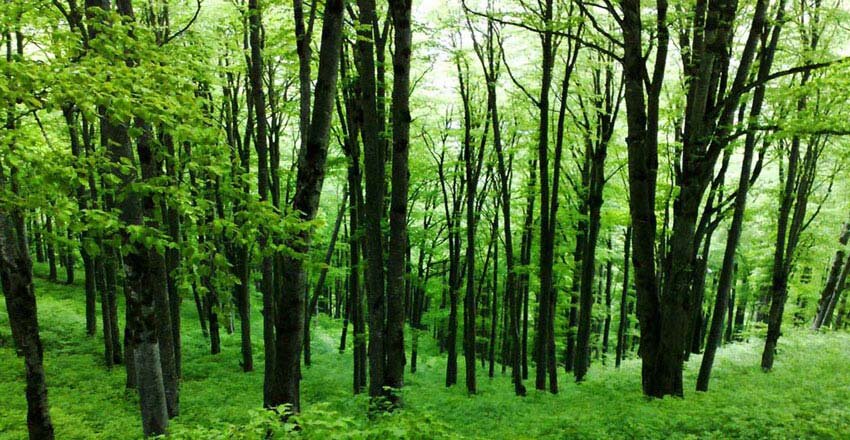 طرحی که جنگل‌های هیرکانی را نجات می‌دهد
