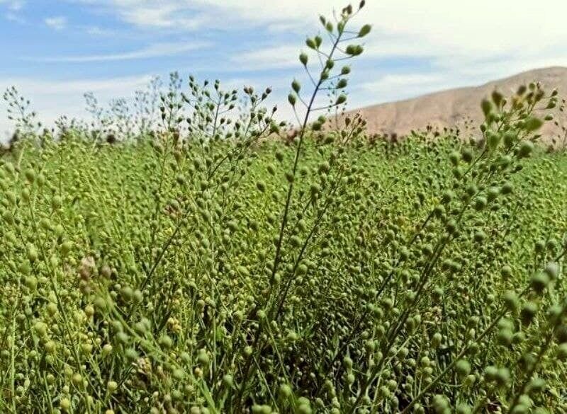 کاملینا؛ راهبرد طلایی در تبدیل دیم‌زارهای کشور به قطب تولید روغن