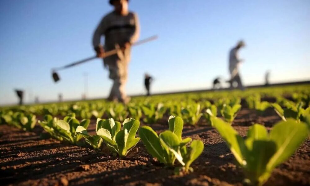 سازمان نظام مهندسی کشاورزی؛ سرمایه‌ای راهبردی برای توسعه پایدار کشور