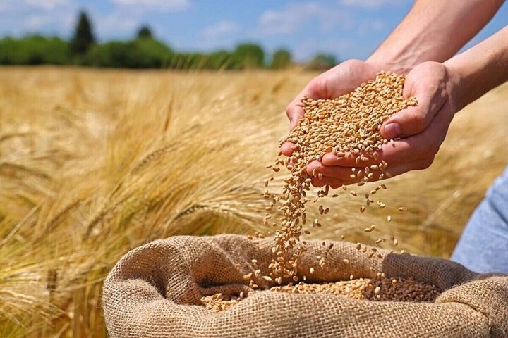 تولید گندم در ایران رکورد زد؛ برداشت ۱۴.۱ میلیون تن در سال جاری