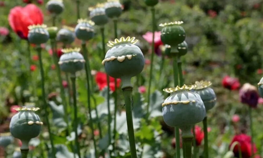 ادعای کشت قانونی خشخاش در ایران؛ ماجرا چیست؟