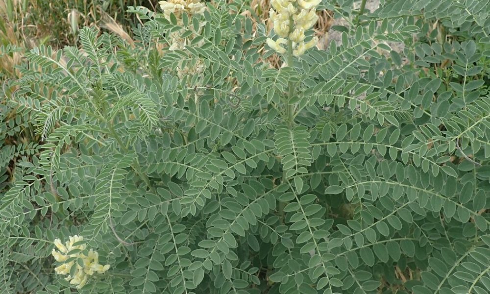 تلخ بیان، گیاهی سمی اما پرخاصیت