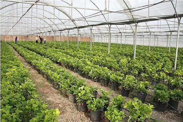 اصلاح نظام‌نامه گلخانه‌ای و توسعه فناوری‌های نوین در دستور کار اصفهان