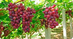 کنترل فشار خون توسط انگور؛ زمان مصرف مهم است